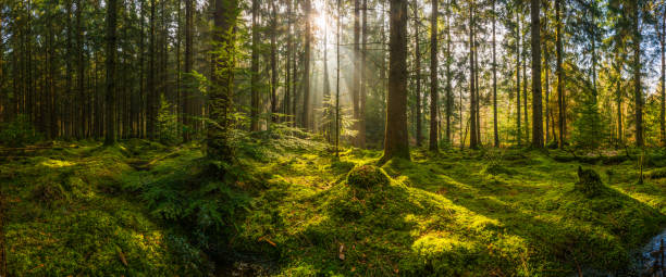 Investire nella riforestazione e nelle pmi SalvaDenaro